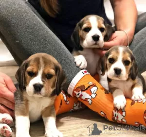 Photo №1. beagle - à vendre en ville de Bucharest | 350€ | Annonce №125741