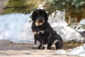 Photo №4. Je vais vendre dogue du tibet en ville de Saint-Pétersbourg. de la fourrière - prix - 710€