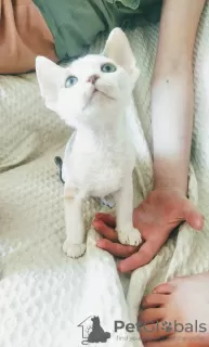 Photo №4. Je vais vendre devon rex en ville de Minsk. de la fourrière - prix - négocié