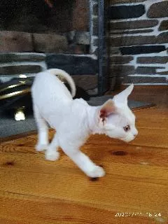 Photo №2 de l'annonce № 7175 de la vente devon rex - acheter à Biélorussie de la fourrière