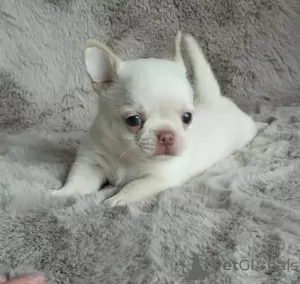 Photo №1. chihuahua - à vendre en ville de Tallinn | négocié | Annonce №126956