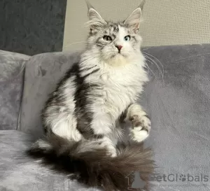 Photo №1. maine coon - à vendre en ville de Москва | Gratuit | Annonce № 107796