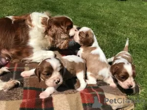 Photo №3. Doux et adorables chiots Cavalier King Charles Spaniel à vendre. Allemagne