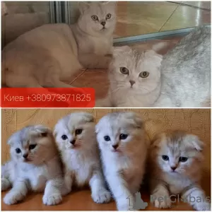 Photo №2 de l'annonce № 10811 de la vente scottish fold - acheter à Ukraine éleveur