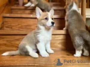 Photo №1. welsh corgi - à vendre en ville de Uusikaupunki | négocié | Annonce №55305