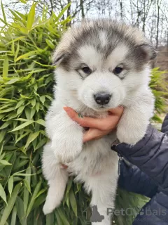 Photo №4. Je vais vendre malamute de l'alaska en ville de Slovenj Gradec. annonce privée - prix - 1300€