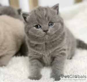 Photo №2 de l'annonce № 102880 de la vente british shorthair - acheter à USA annonce privée