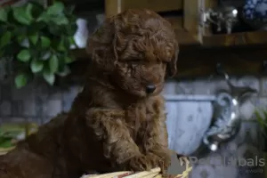 Photos supplémentaires: caniche jouet