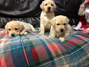 Photo №1. labrador retriever - à vendre en ville de Rothenburg ob der Tauber | négocié | Annonce №126469