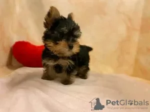 Photo №2 de l'annonce № 13358 de la vente yorkshire terrier - acheter à Suisse annonce privée