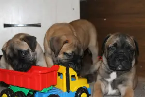 Photo №4. Je vais vendre bullmastiff en ville de Минск. éleveur - prix - 500€