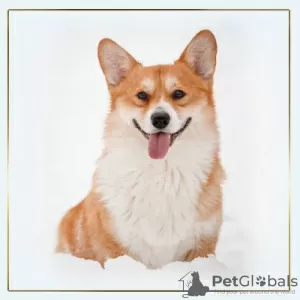 Photos supplémentaires: chiots Welsh Corgi Pembroke de Champion