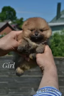 Photo №3. Chiots Poméranie du chenil. Biélorussie