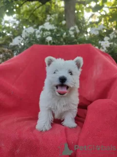 Photo №2 de l'annonce № 62249 de la vente west highland white terrier - acheter à Pologne éleveur