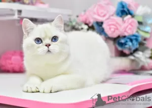 Photo №2 de l'annonce № 36927 de la vente british shorthair - acheter à Ukraine de la fourrière, éleveur