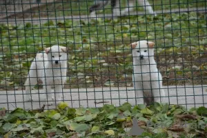 Photos supplémentaires: Chiots Shiba Inu