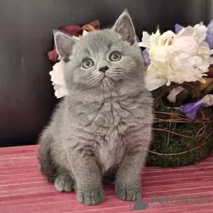 Photo №1. british shorthair - à vendre en ville de Prague | négocié | Annonce № 106483