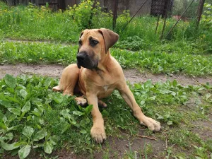 Photos supplémentaires: Boerboel sud-africain