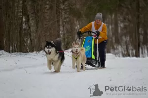 Photos supplémentaires: Chiots Husky sibérien