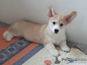 Photo №4. Je vais vendre welsh corgi en ville de Novorossiisk. éleveur - prix - 796€