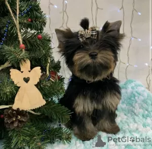 Photo №3. Chiot Yorkshire terrier. Ukraine