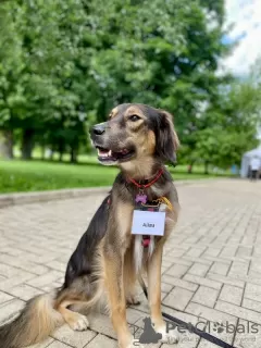 Photo №1. chien bâtard - à vendre en ville de Москва | Gratuit | Annonce №111594