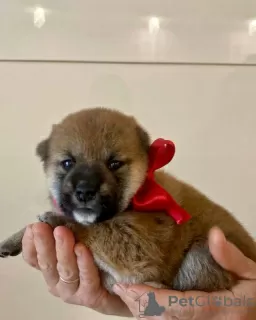 Photos supplémentaires: Chiots Shiba Inu d'un éleveur