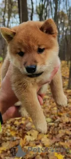 Photos supplémentaires: Chiots Shiba Inu pour l'élevage et la famille