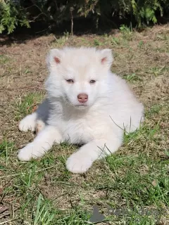 Photo №3. Chiots husky sibériens couleur isabella rare. Biélorussie