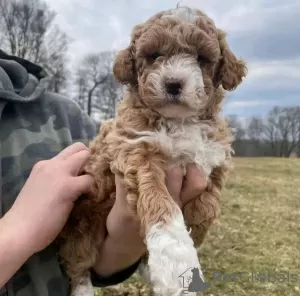 Photo №2 de l'annonce № 71709 de la vente labradoodle - acheter à Australie annonce privée, éleveur