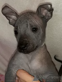 Photos supplémentaires: Chiot Xoloitzcuintle