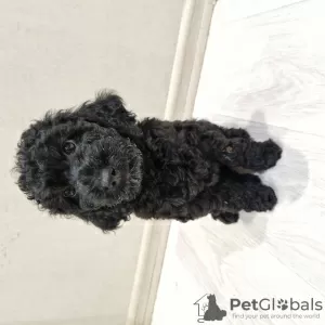 Photo №1. caniche (nain) - à vendre en ville de Minsk | 357€ | Annonce №114391