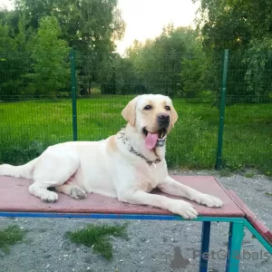 Photo №1. labrador retriever - à vendre en ville de Москва | 308€ | Annonce № 64461