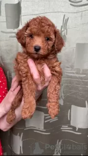 Photos supplémentaires: Caniche jouet mini chiots Rouge-Brun à vendre