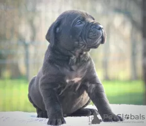 Photo №2 de l'annonce № 129035 de la vente cane corso - acheter à Serbie 