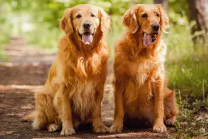 Photo №2. Service d'accouplement golden retriever. Prix - 500€