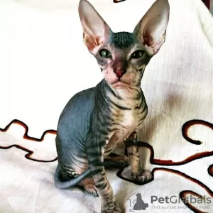 Photo №1. peterbald - à vendre en ville de Saint-Pétersbourg | négocié | Annonce № 10039