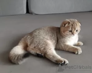 Photo №3. Vendre des chatons écossais. Fédération de Russie