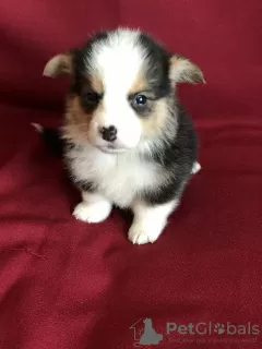 Photos supplémentaires: Welsh Corgi Pembroke