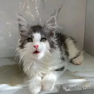 Photo №4. Je vais vendre maine coon en ville de Quantico. annonce privée - prix - 379€