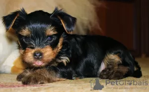 Photo №3. Chiots Yorkshire Terrier à vendre. Fédération de Russie