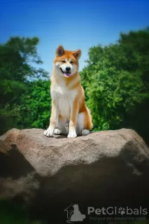 Photos supplémentaires: Garçon Akita Inu (Hachiko)