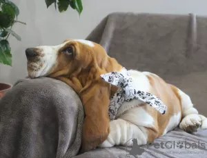 Photo №1. basset hound - à vendre en ville de Москва | 571€ | Annonce №13187