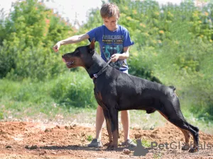 Photos supplémentaires: Chiots Dobermann - Dan Smile Helgi et Adal Eskae Vangard, nés le 25.08.2020.