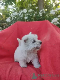 Photos supplémentaires: Modèle Westy Westie Terrier blanc des Highlands de l'Ouest