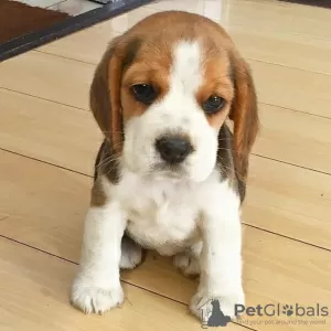 Photo №1. beagle - à vendre en ville de Zeist | Gratuit | Annonce №129498