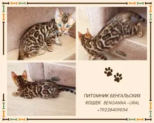 Photo №2 de l'annonce № 2132 de la vente bengal - acheter à Fédération de Russie éleveur