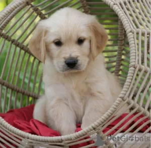 Photo №3. Chiots golden retriever mignons et en bonne santé disponibles maintenant à la. Nouvelle zélande