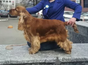 Photo №3. Manieur, maître-chien en Fédération de Russie