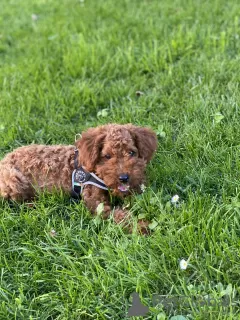 Photo №2 de l'annonce № 20349 de la vente caniche (jouet) - acheter à Suisse annonce privée